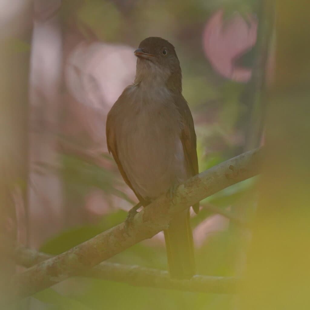 Golden Bowerbird