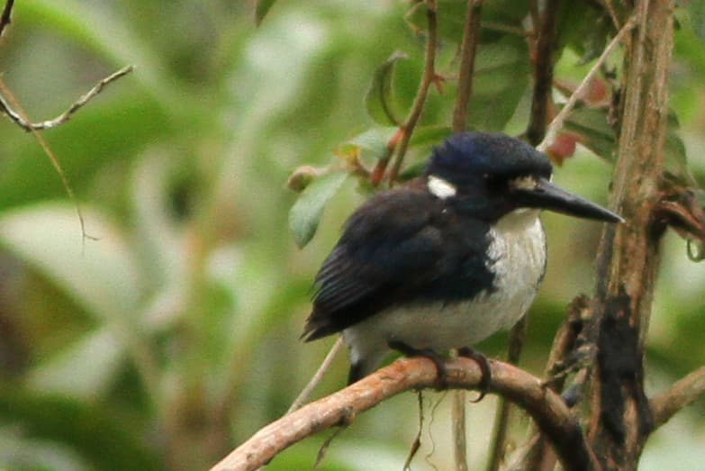 Little Kingfisher