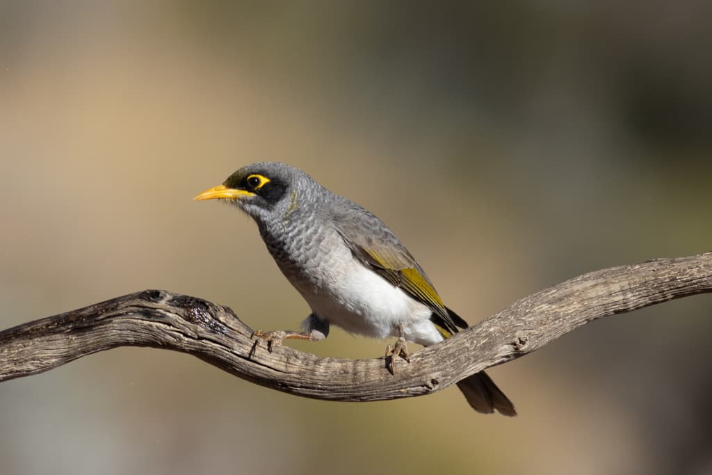 Black-eared Miner