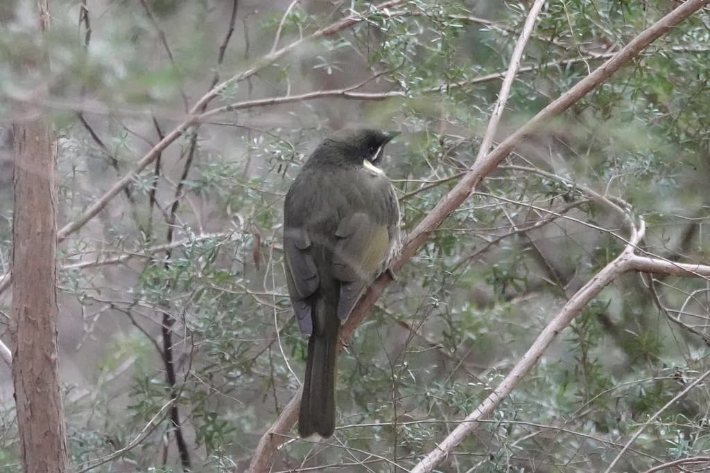 Lewin's Honeyeater