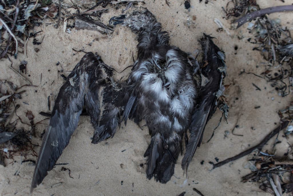 Grey-faced Petrel