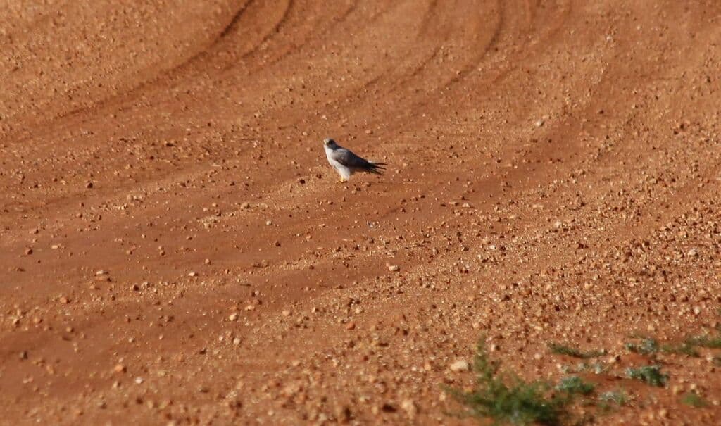 Grey Falcon