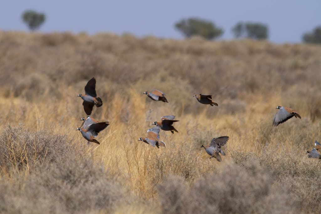 Flock Bronzewing
