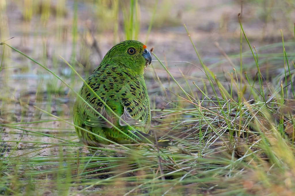 Ground Parrot