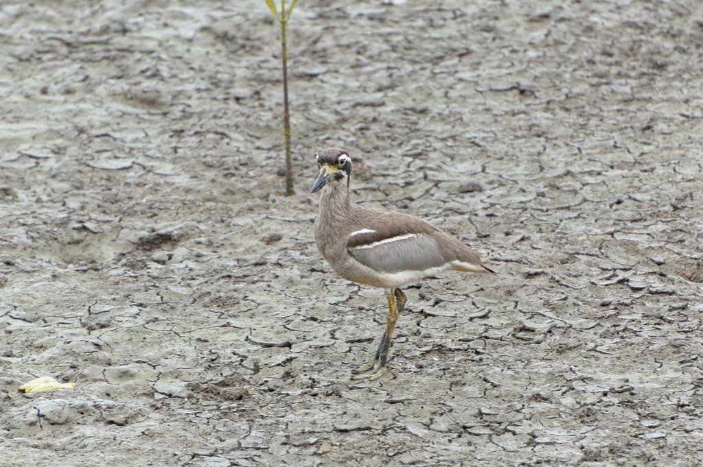 Beach Stone-curlew