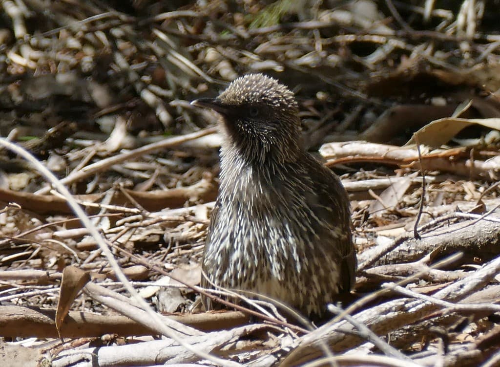 Little Wattlebird