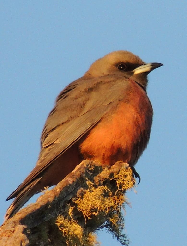 Masked Woodswallow
