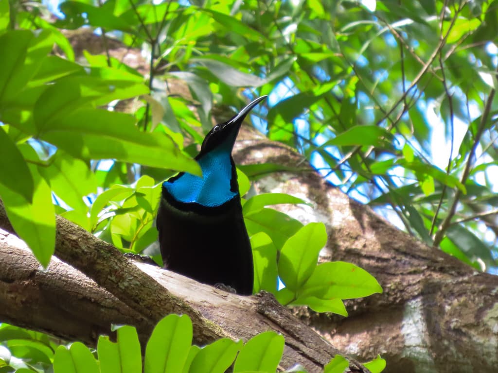 Magnificent Riflebird