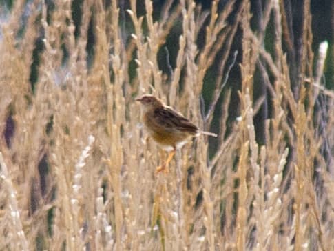 Golden-headed Cisticola