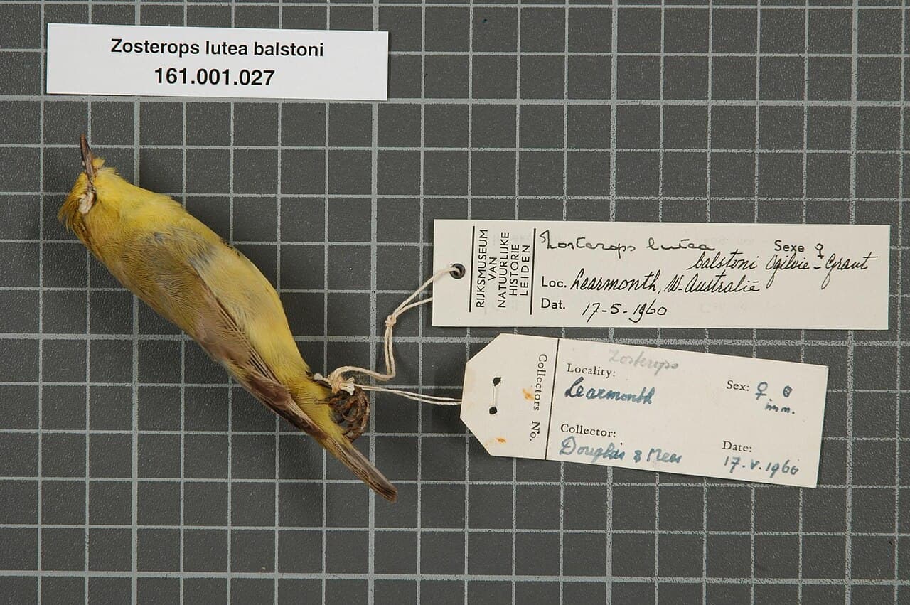 Canary White-eye