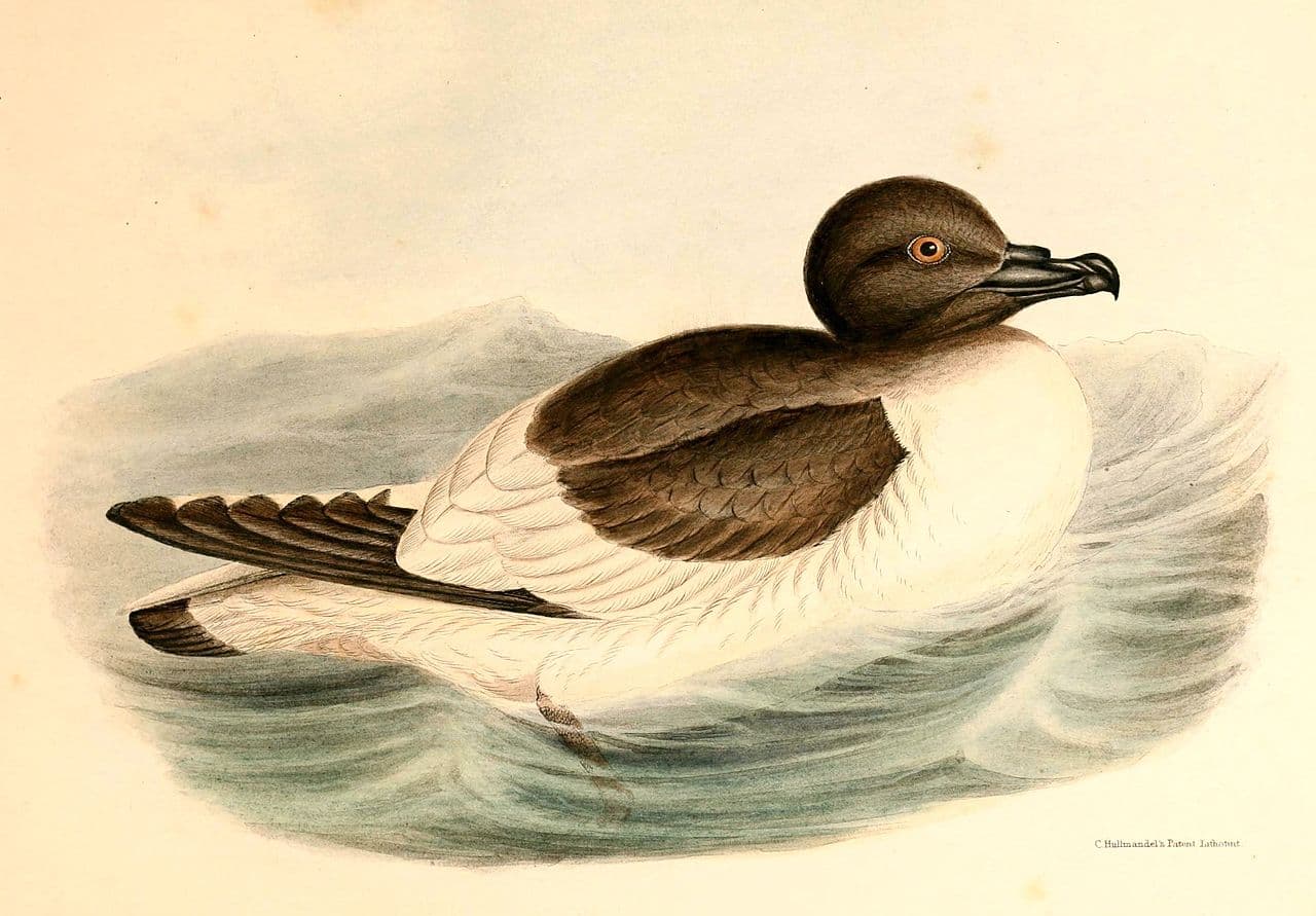 Antarctic Petrel