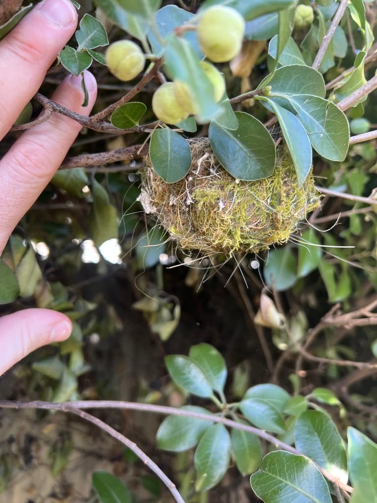 Silvereye