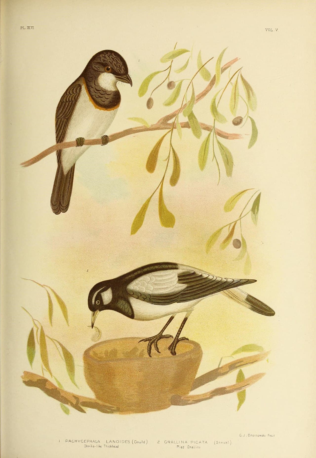 White-breasted Whistler