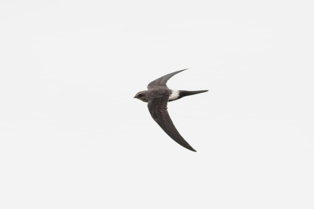 Pacific Swift