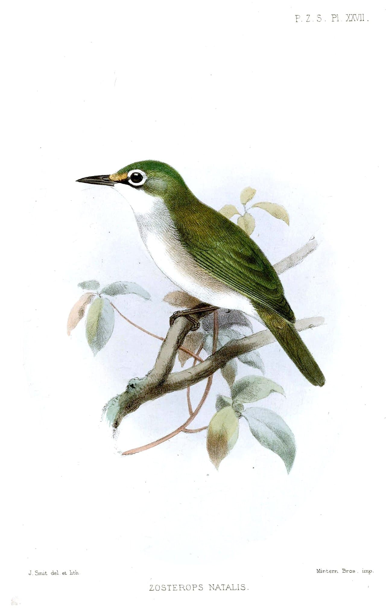 Christmas White-eye
