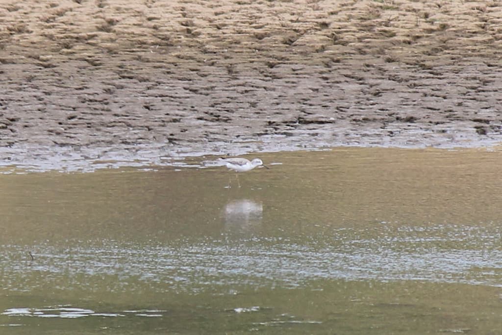 Marsh Sandpiper