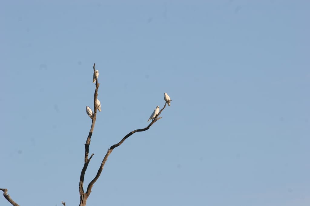 Little Corella