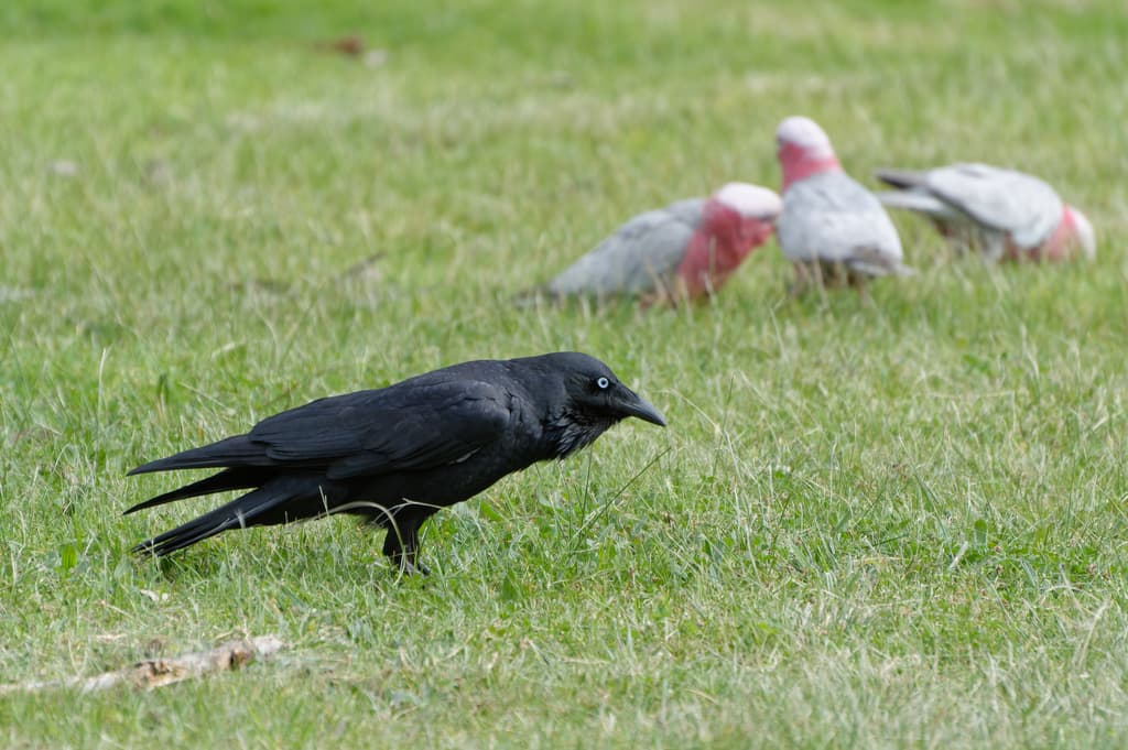 Little Raven