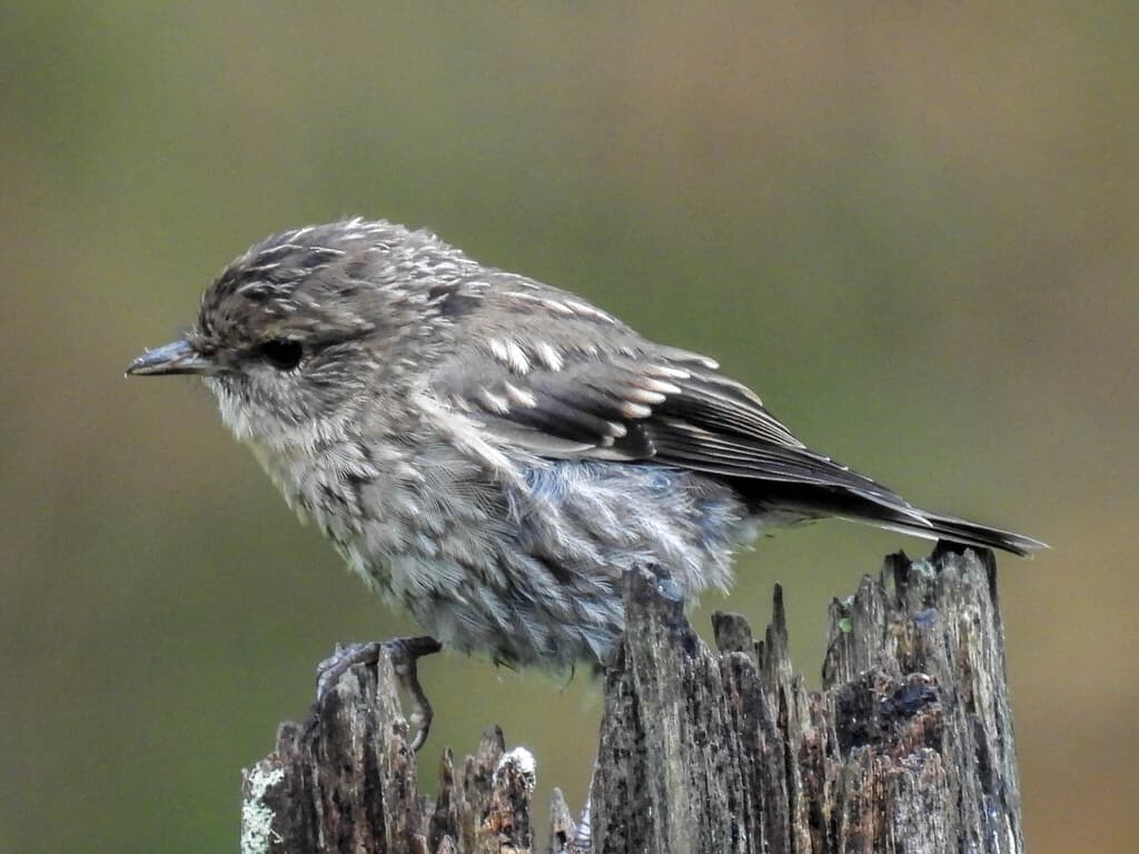 Dusky Robin