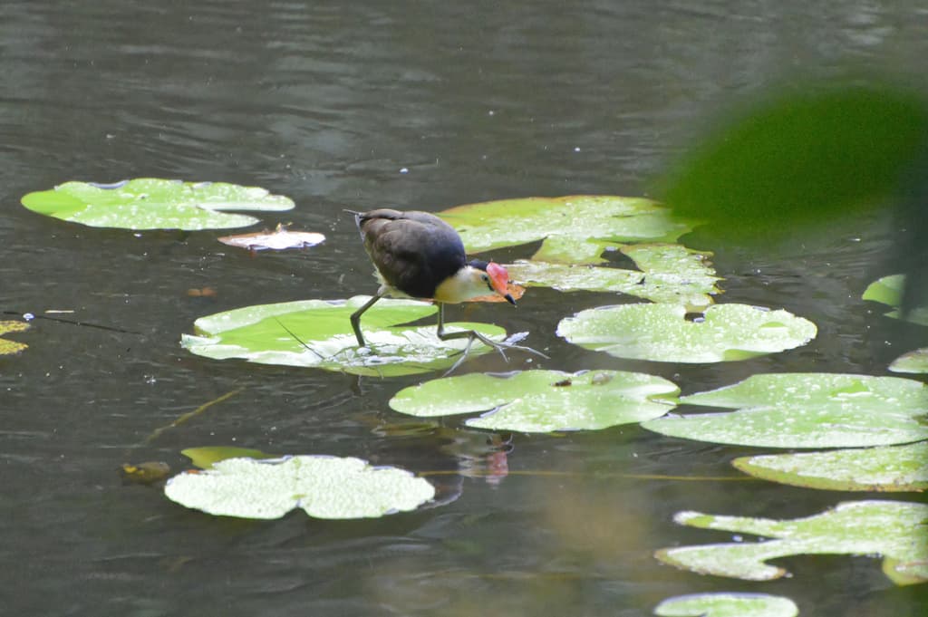 Comb-crested Jacana