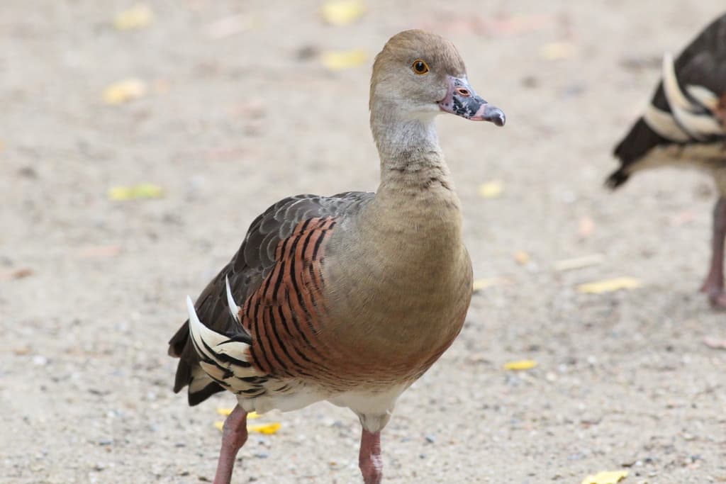 Plumed Whistling Duck