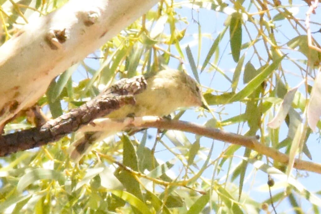 Yellow Thornbill
