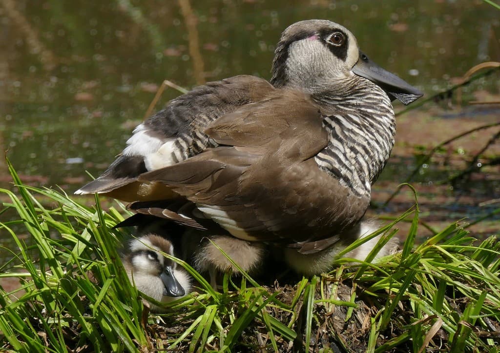 Pink-eared Duck