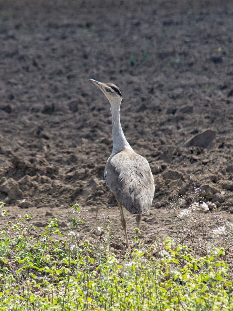 Australian Bustard