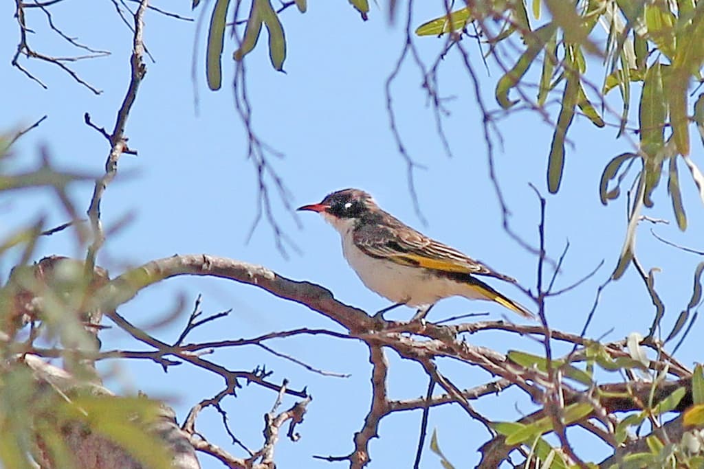 Painted Honeyeater