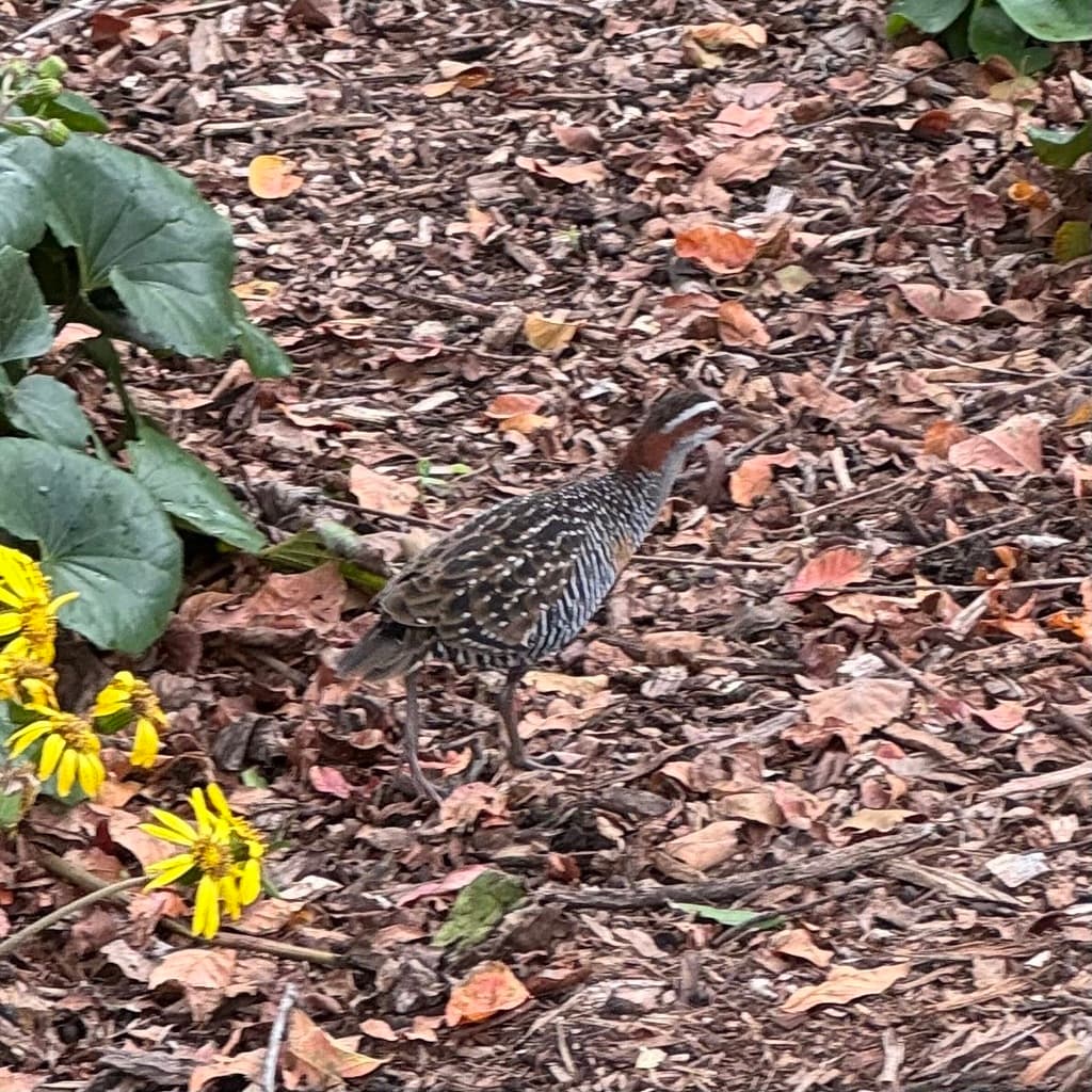 Buff-banded Rail