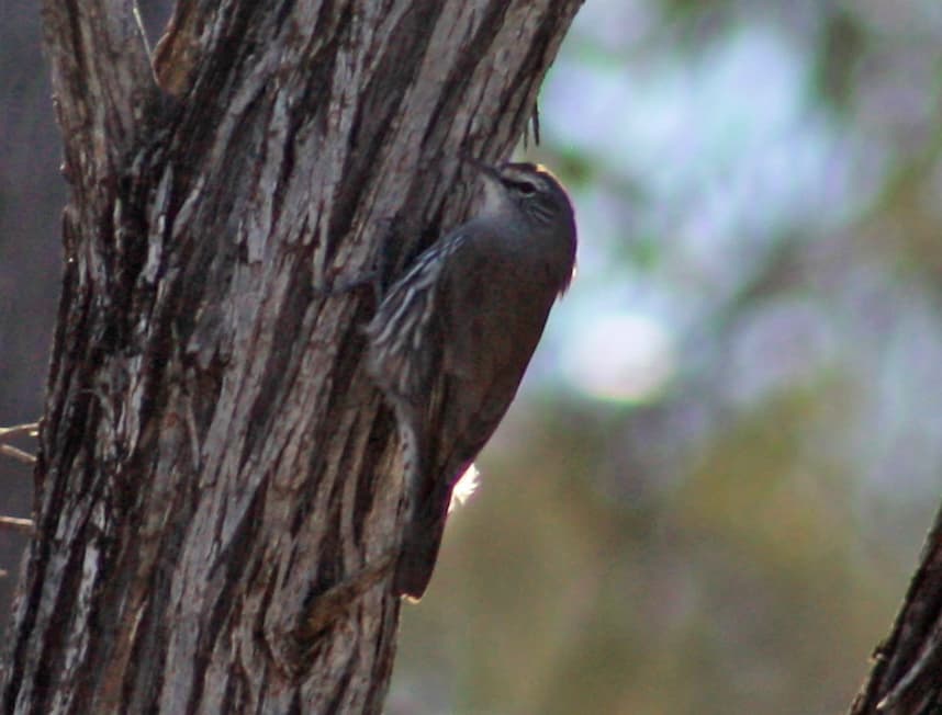 White-browed Treecreeper