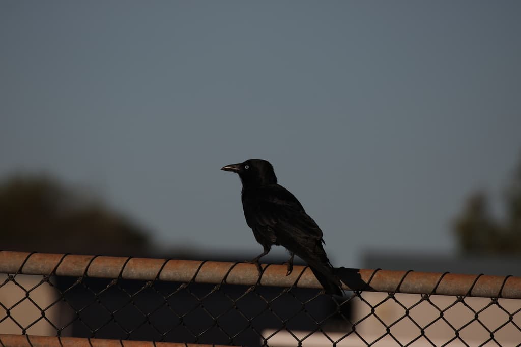Little Crow