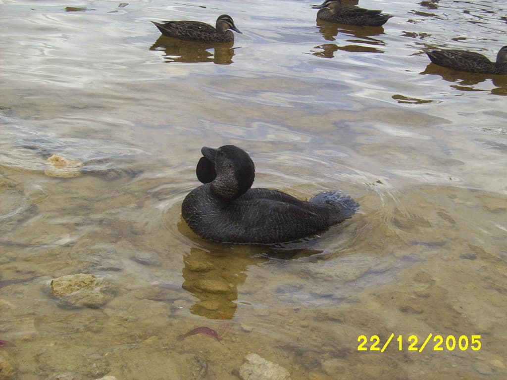Musk Duck