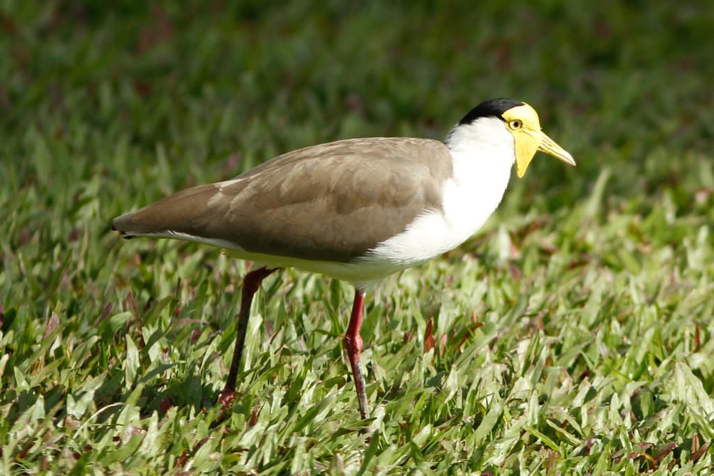 Masked Lapwing