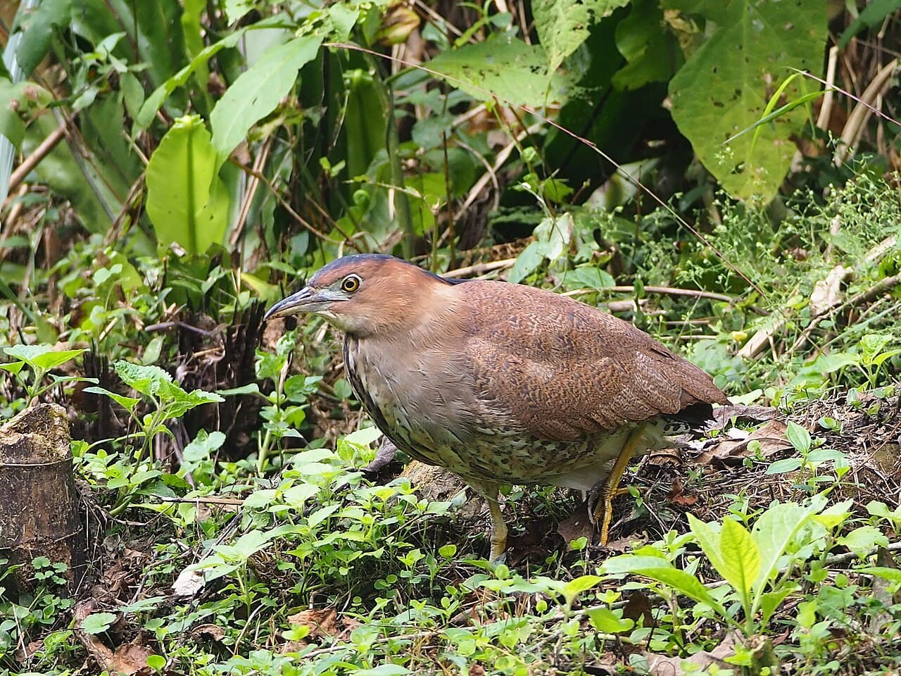 Malayan Night Heron
