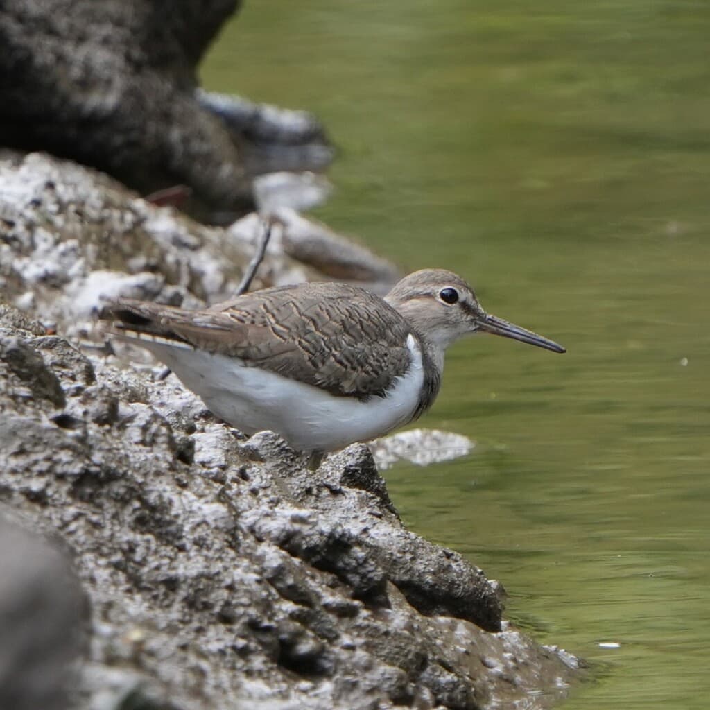 Common Sandpiper