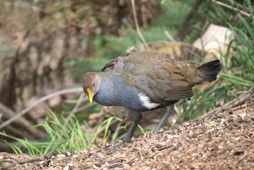 Tasmanian Nativehen