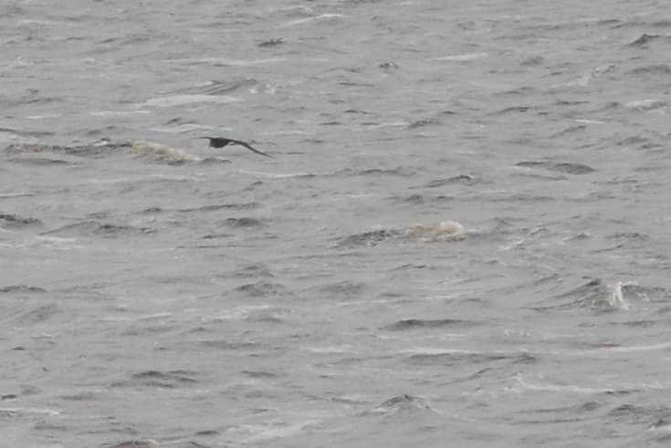 Sooty Shearwater