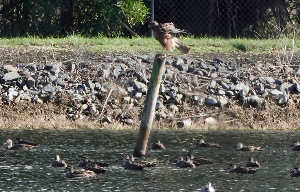 Swamp Harrier