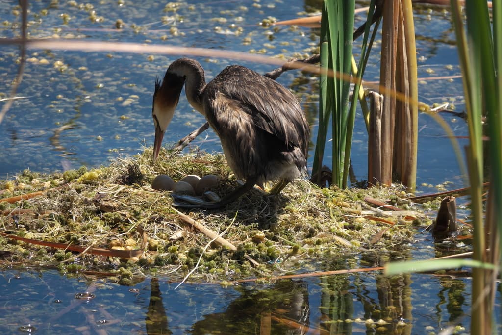 Great Crested Grebe