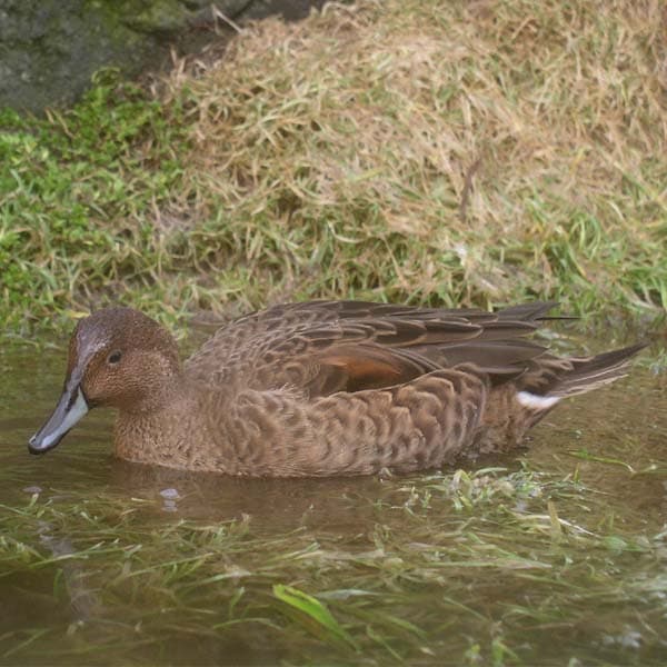 Eaton's Pintail