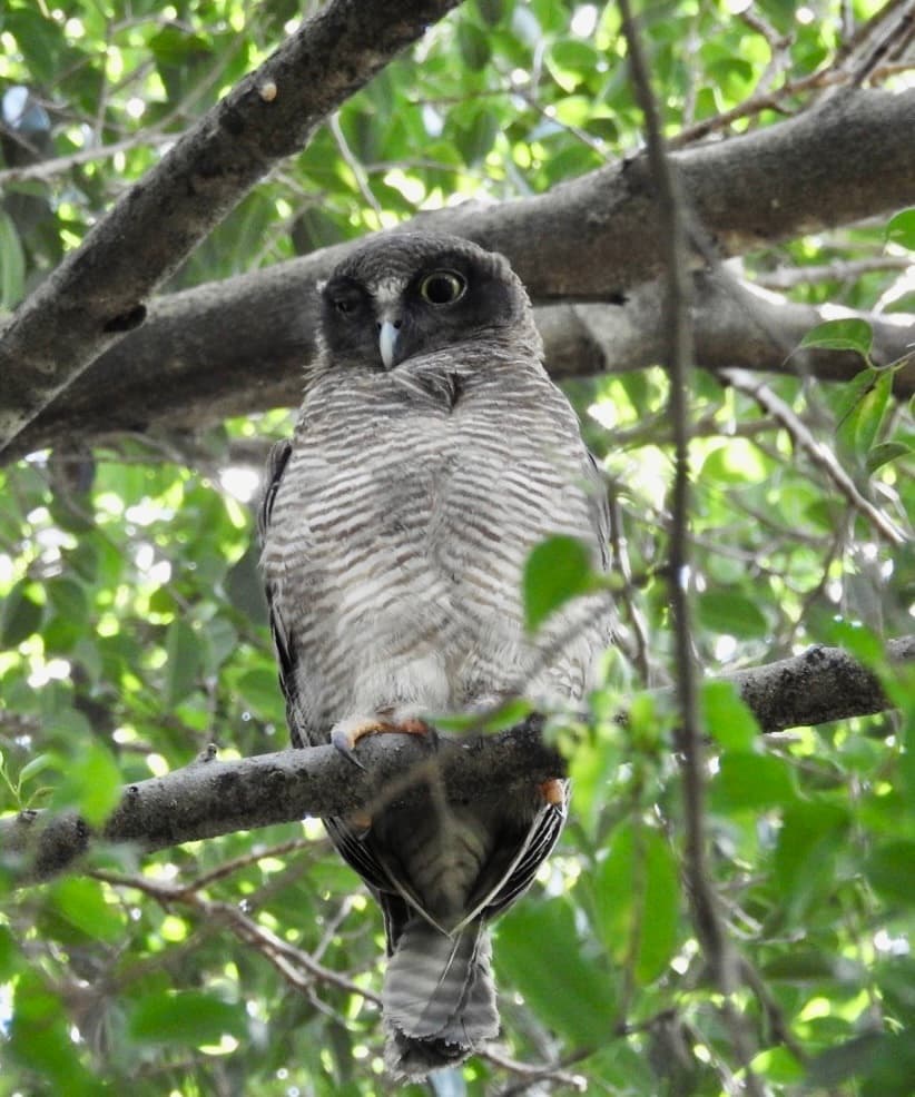 Rufous Owl