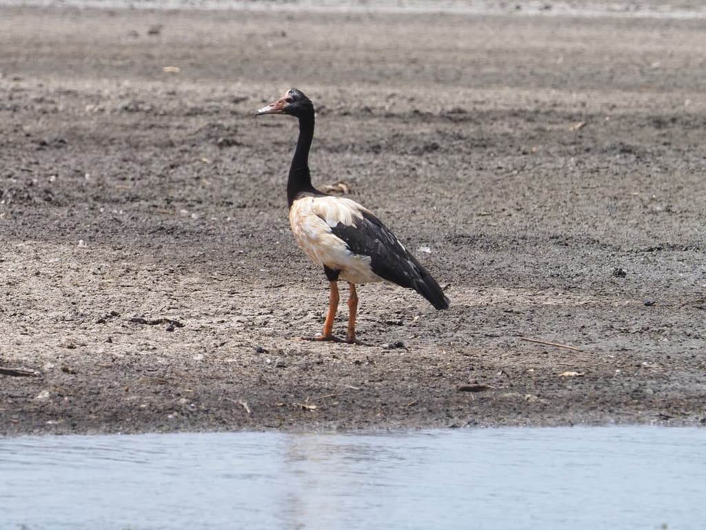 Magpie Goose