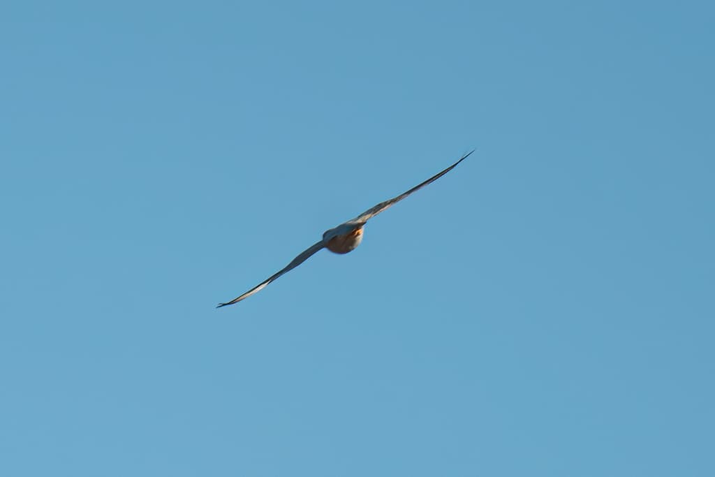 Grey Falcon