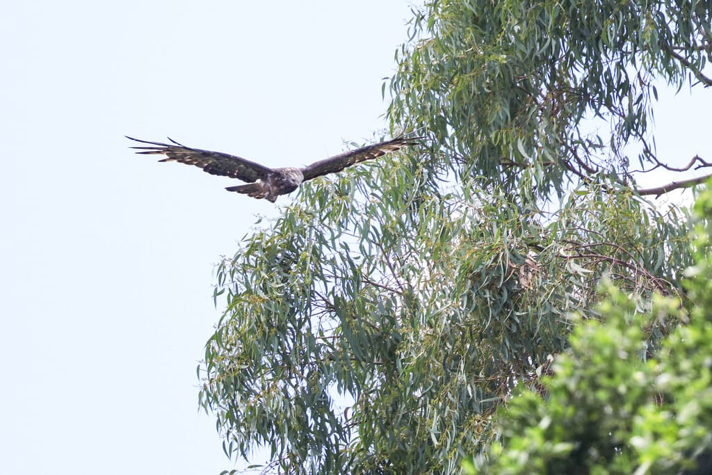 Square-tailed Kite