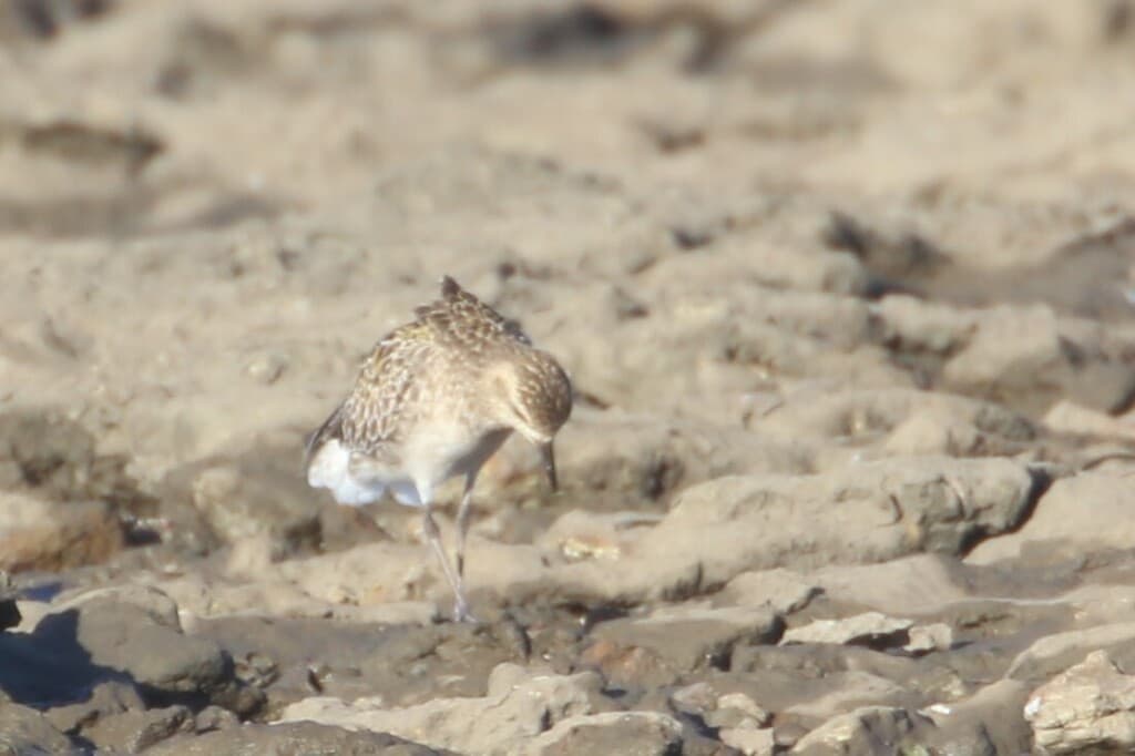 Pacific Golden Plover