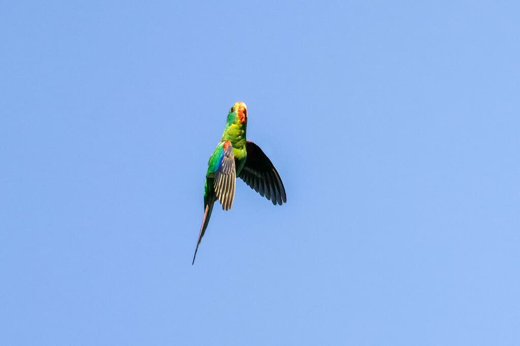 Swift Parrot