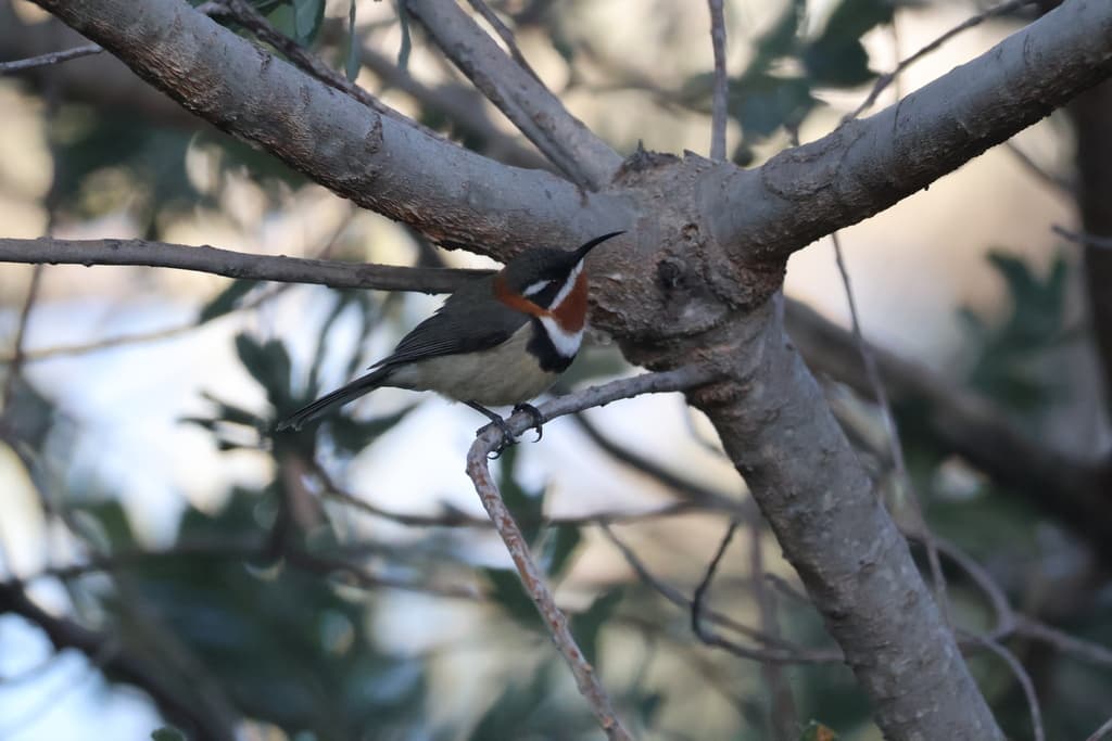 Western Spinebill