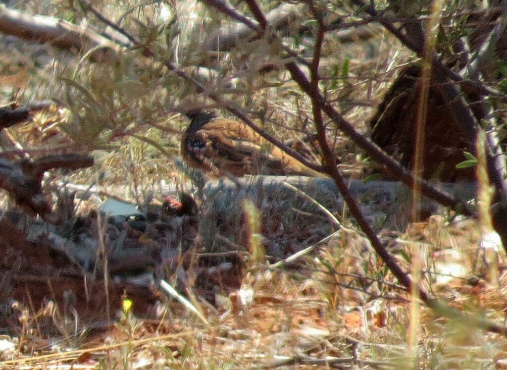 Chestnut-breasted Quail-thrush