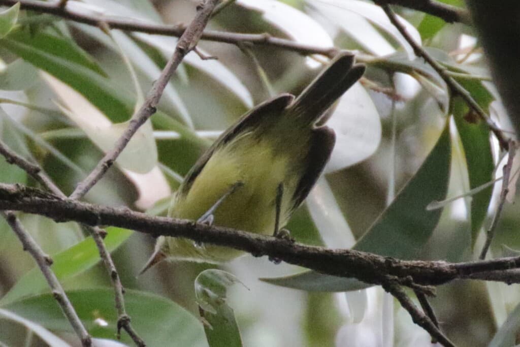 Green-backed Honeyeater